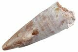 Fossil Spinosaurus Tooth - Real Dinosaur Tooth #368087-1
